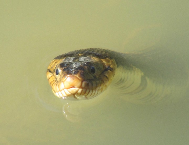 Broad-banded Water Snake